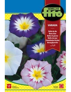 Semillas de Bella de día 8...