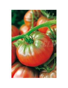 Semillas de tomate Raf 5gr... 2