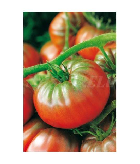 Semillas de tomate Raf 5gr - Mascarell Semillas de tomate Raf 5gr - Mascarell