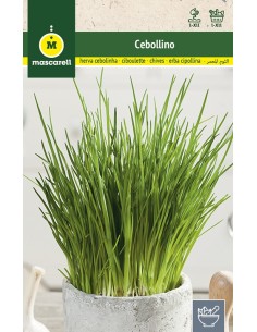 Semillas de cebollino -...
