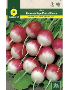 Semillas Rábano redondo...