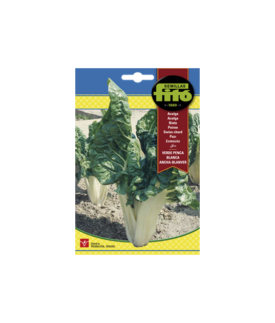 SEMILLAS DE ACELGA VERDE PENCA BLANCA... SEMILLAS DE ACELGA VERDE PENCA BLANCA...
