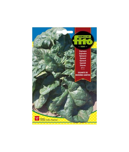 SEMILLAS ESPINACA GIGANTE DE...
