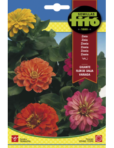 SEMILLAS ZINIA GIGANTE FLOR...