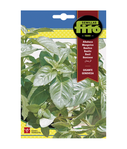 SEMILLAS ALBAHACA GIGANTE GENOVESA -...
