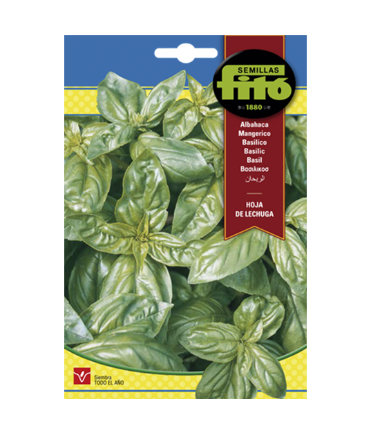 SEMILLAS ALBAHACA HOJA DE LECHUGA - FITO