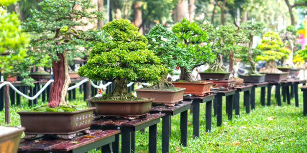  Descubre el mundo de los bonsáis: Tipos, consejos y cuidados