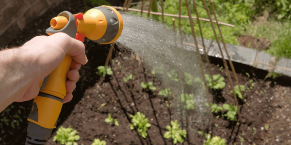 Las tareas del huerto en julio: Manteniendo tu jardín en plenitud