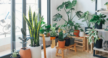 5 plantas para principiantes