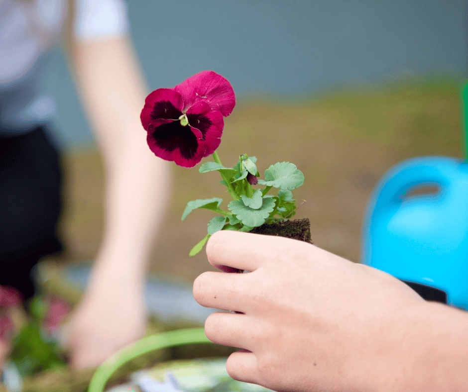 La vuelta al cole: beneficios de las plantas en el aula